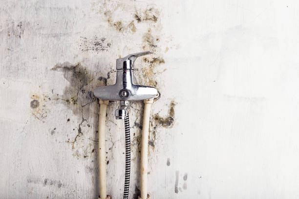 Best Mold Remediation for Specific Building Types in Licking, MO