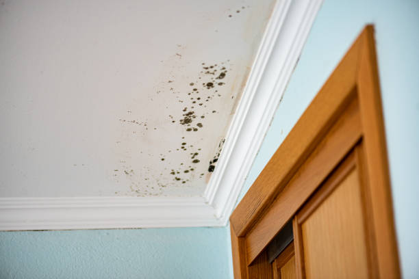 Best Basement Mold Remediation in Licking, MO