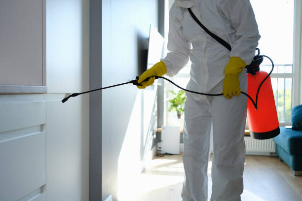 Best Attic Mold Remediation in Licking, MO