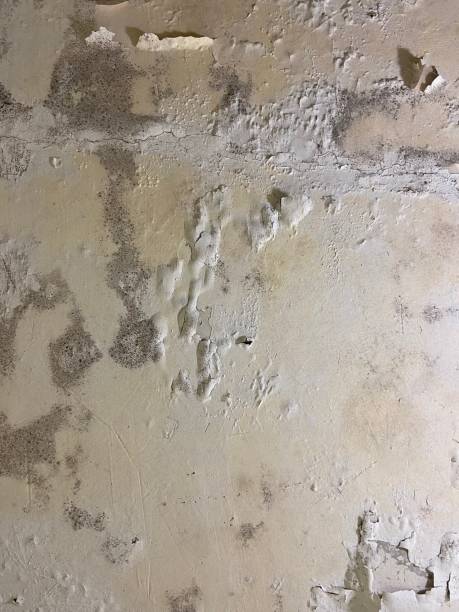 Best Crawl Space Mold Remediation in Licking, MO