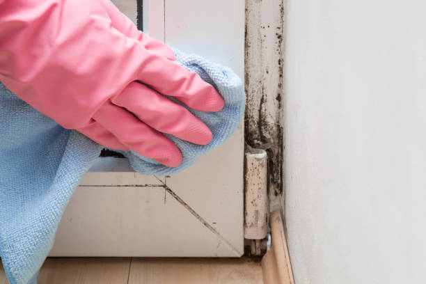 Best Mold Testing and Inspection Services in Licking, MO