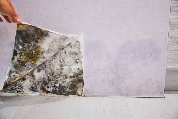 Best Black Mold Remediation in Licking, MO